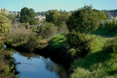 Larkspur Creek