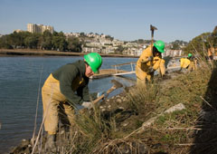 Invasive Spartina Eradication