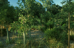 Young trees