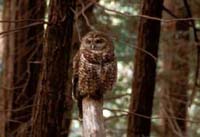 Spotted Owl